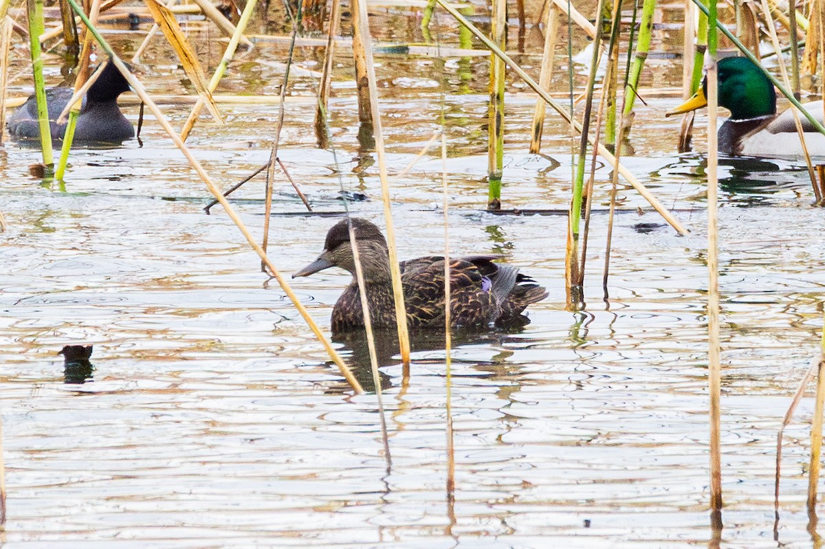 American Black Duck - ML644929154
