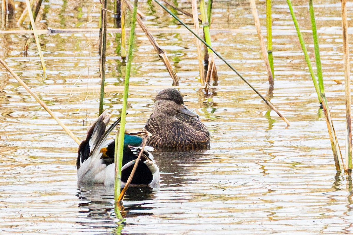 American Black Duck - ML644929155