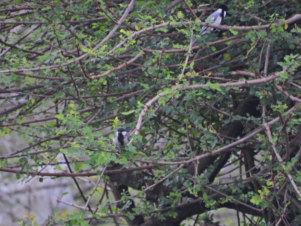 Asian Tit - ML644929156