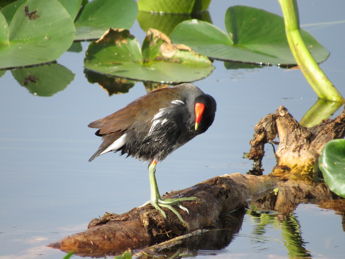Common Gallinule - ML644929157