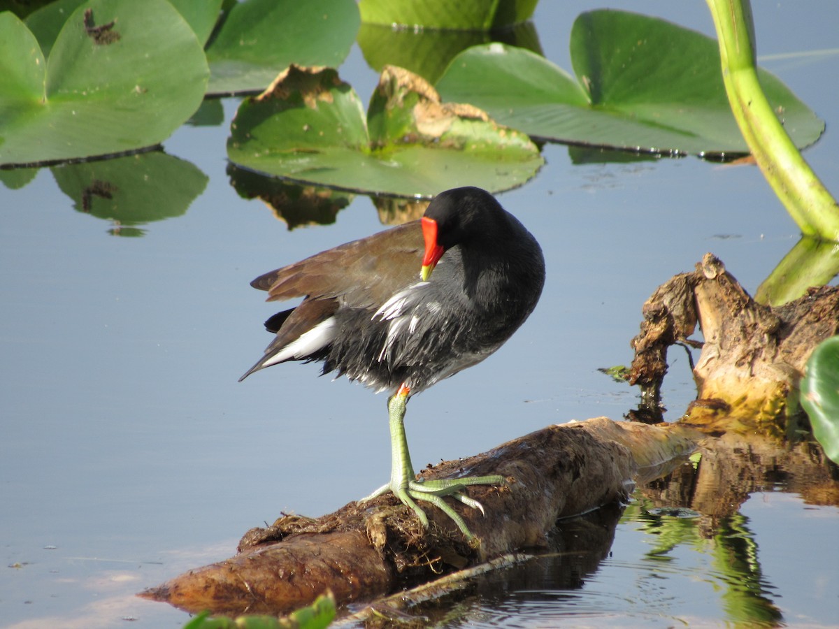 Common Gallinule - ML644929158