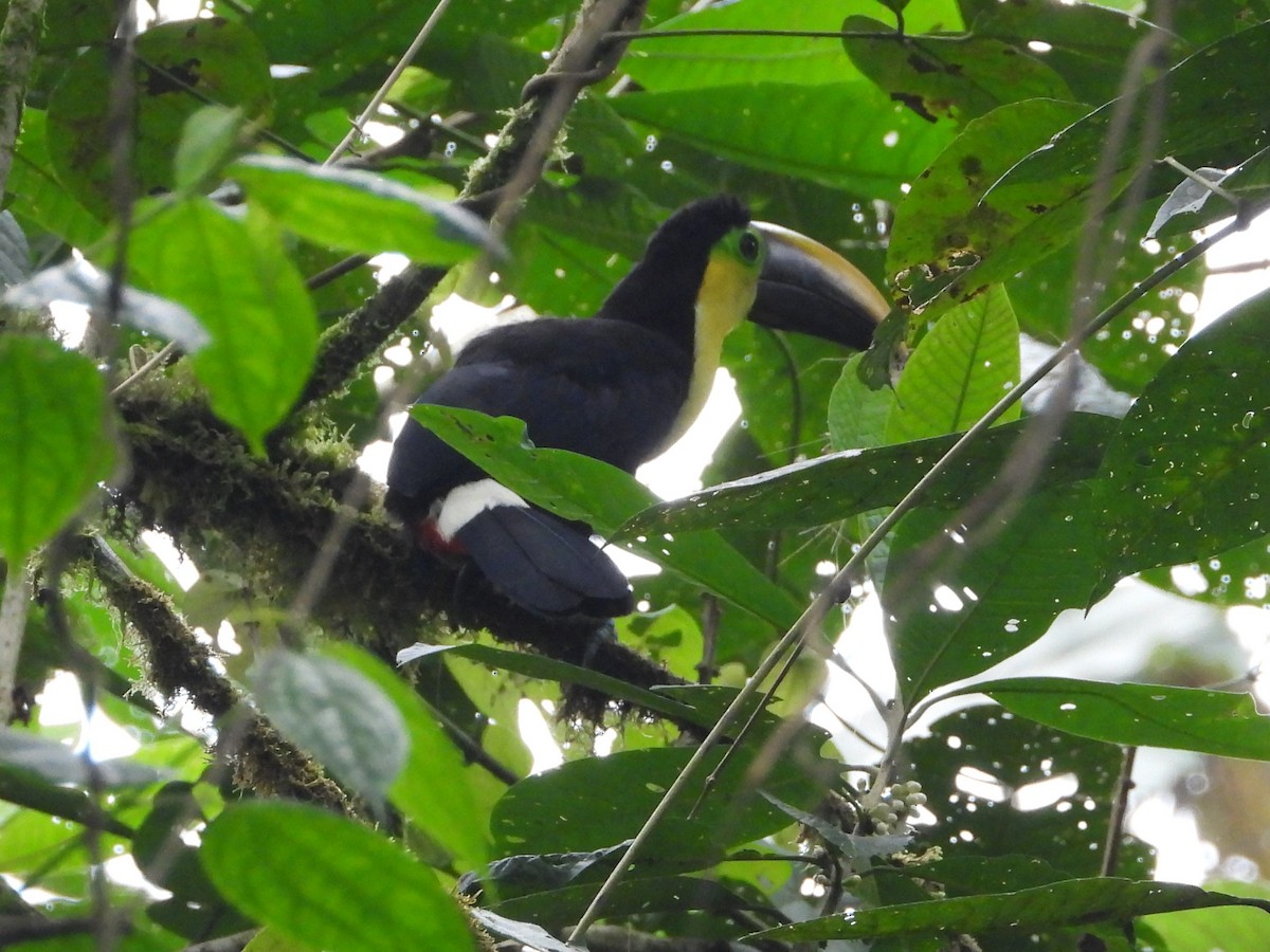 Choco Toucan - ML644929159