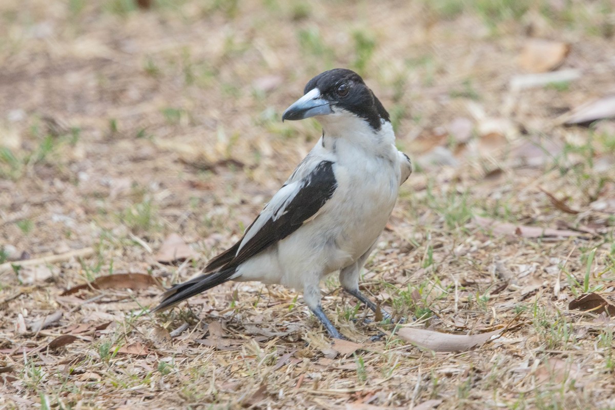 Silver-backed Butcherbird - ML644929160