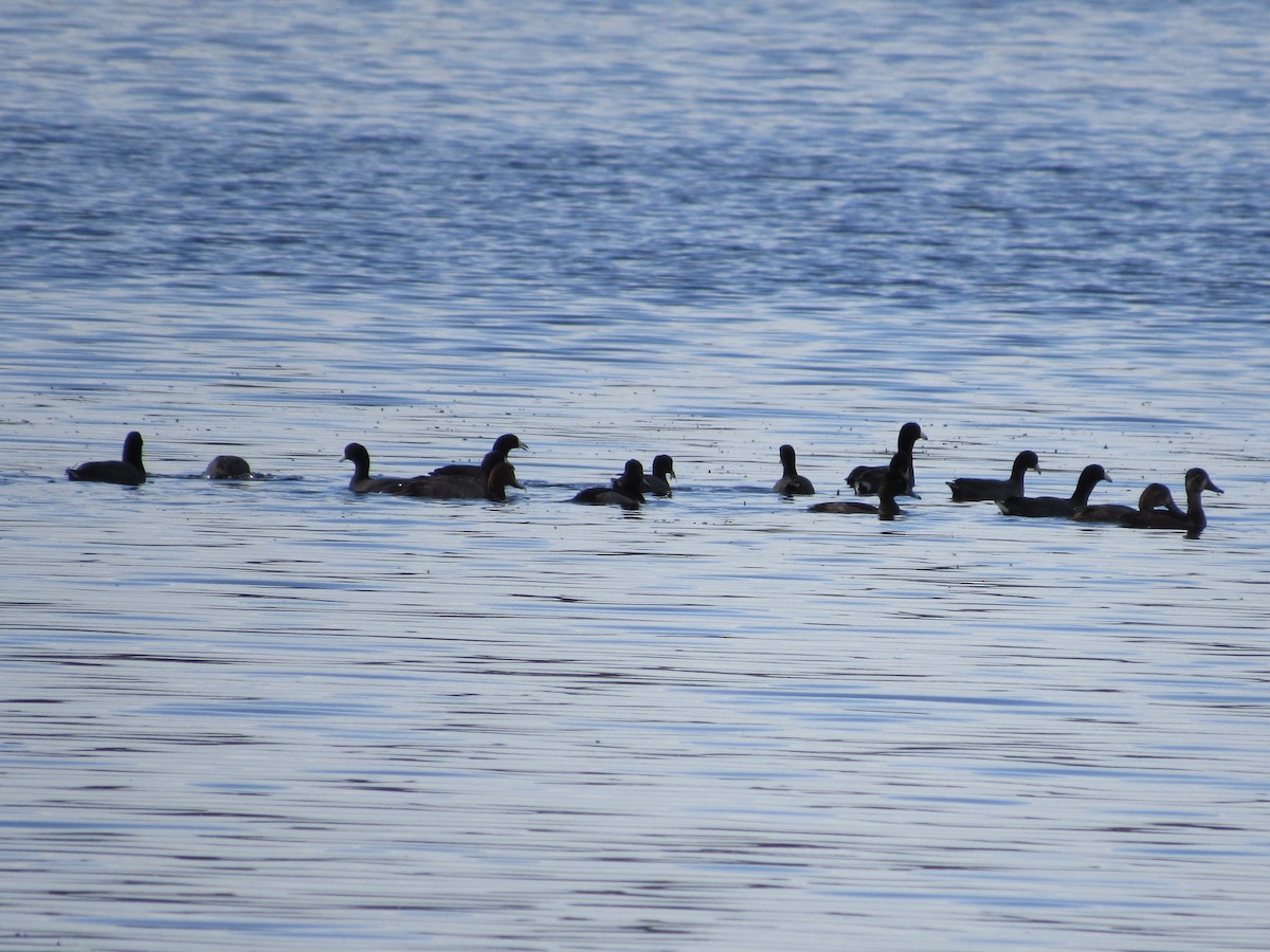 American Coot - ML644929165