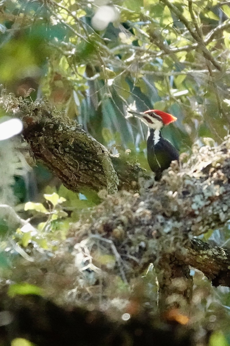 Pileated Woodpecker - ML644929167