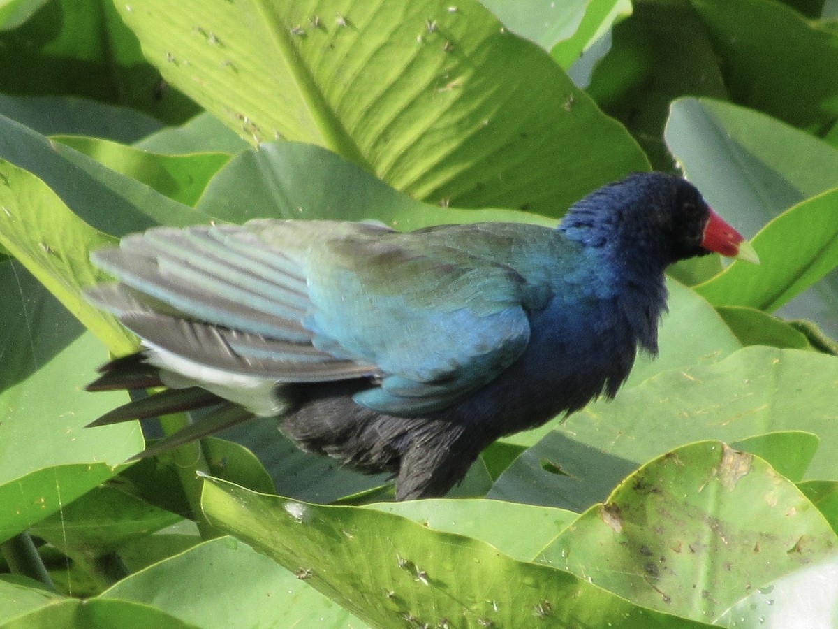 Purple Gallinule - ML644929168
