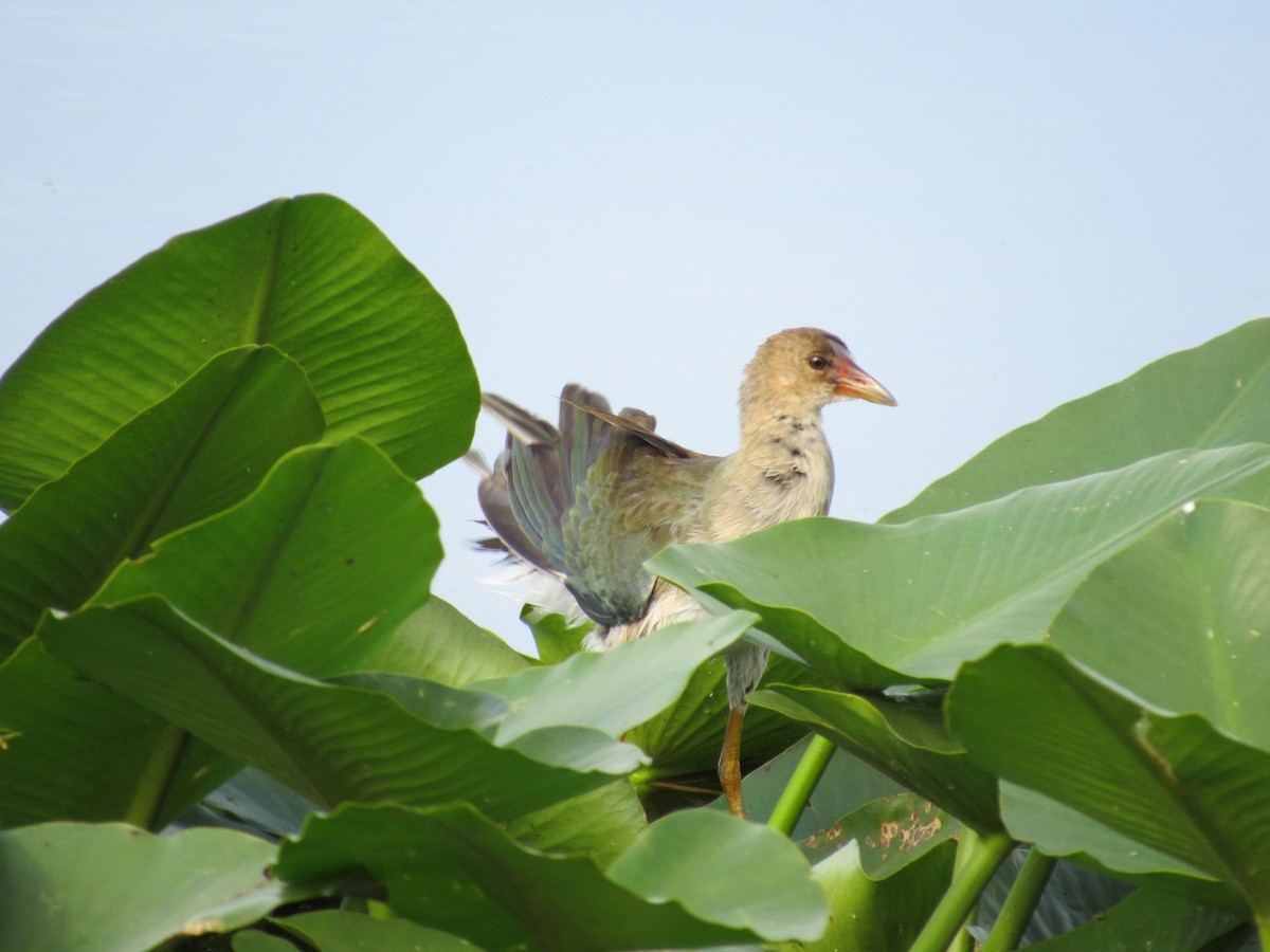 Purple Gallinule - ML644929169