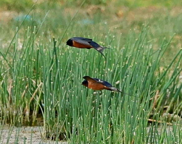 vlaštovka obecná - ML644929176