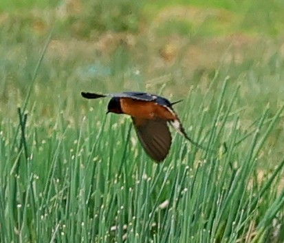 vlaštovka obecná - ML644929177