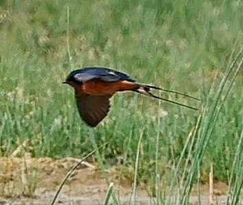 vlaštovka obecná - ML644929178