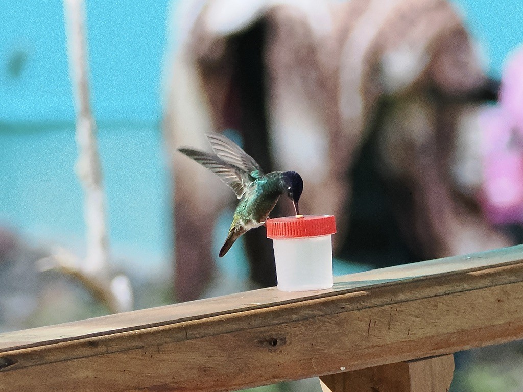 Golden-tailed Sapphire - ML644929194