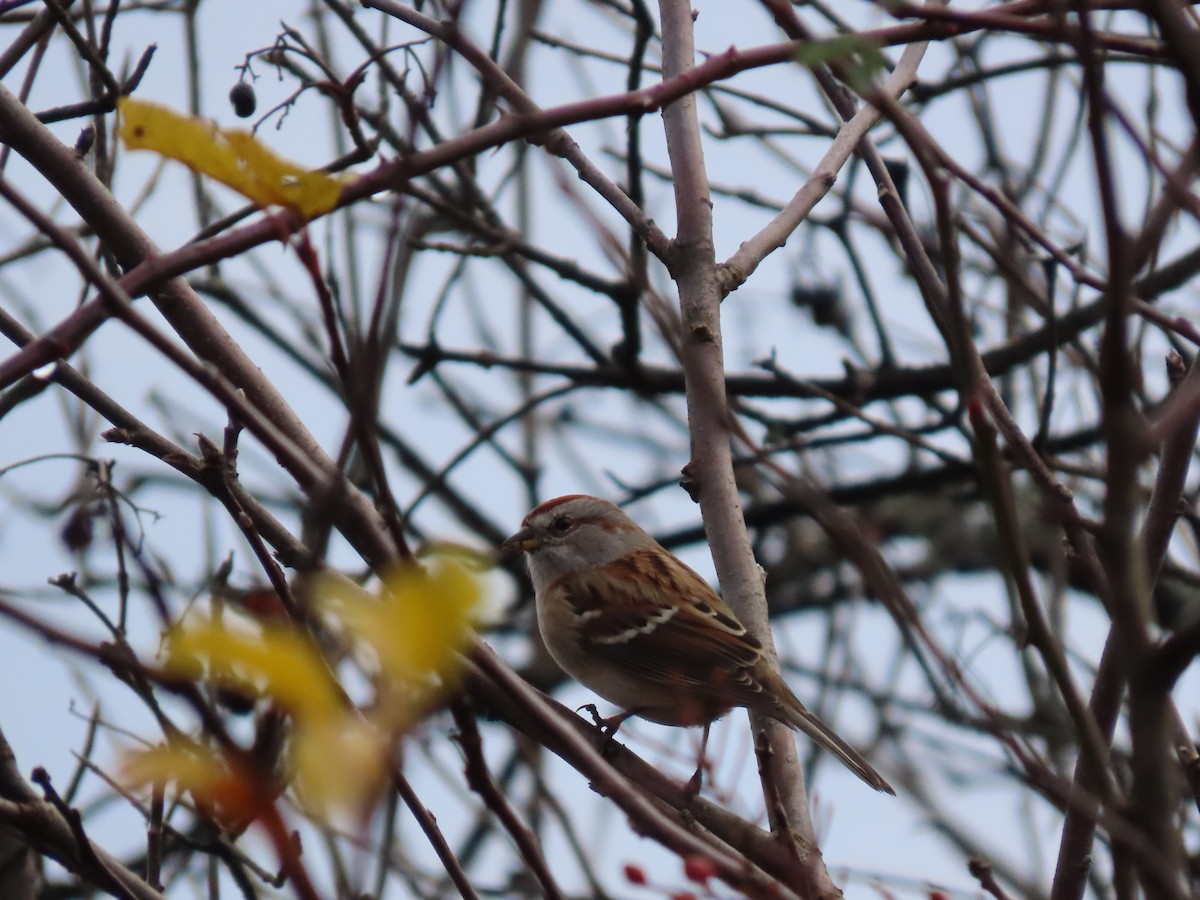American Tree Sparrow - ML644929200