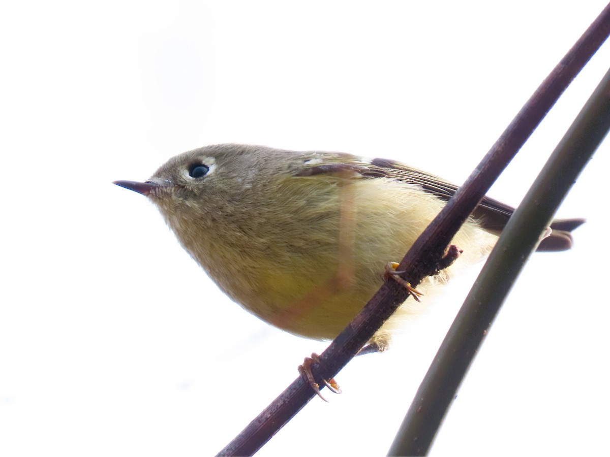 Ruby-crowned Kinglet - ML644929204