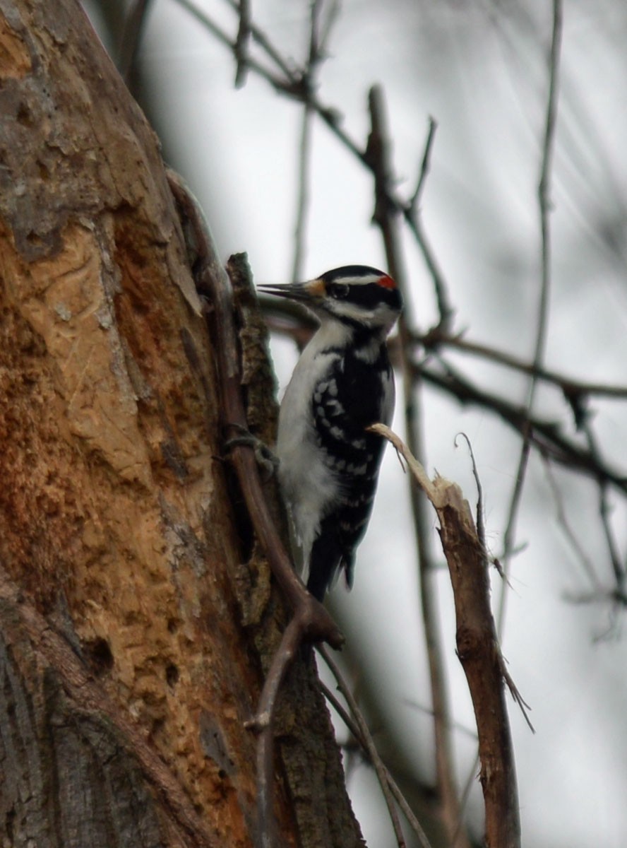 Hairy Woodpecker (Eastern) - ML644929205