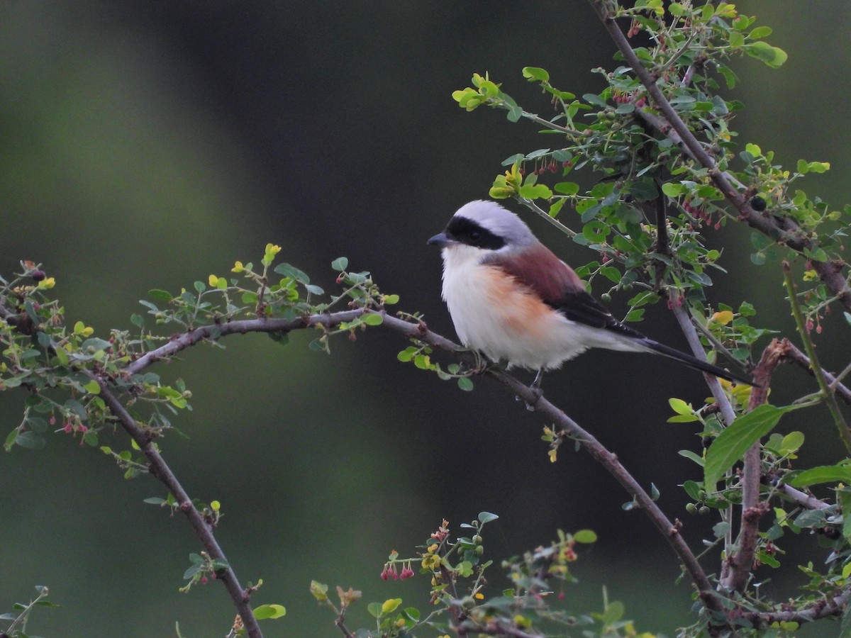 Bay-backed Shrike - ML644929206