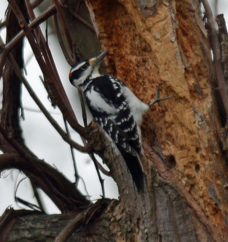 Hairy Woodpecker (Eastern) - ML644929207
