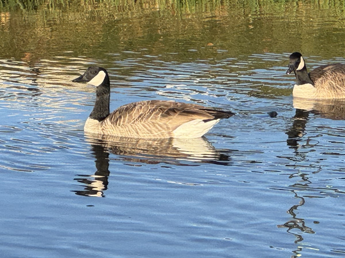 Canada Goose - ML644929222