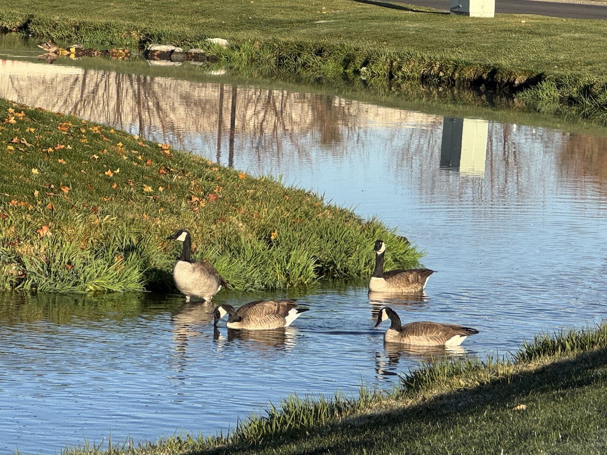 Canada Goose - ML644929223