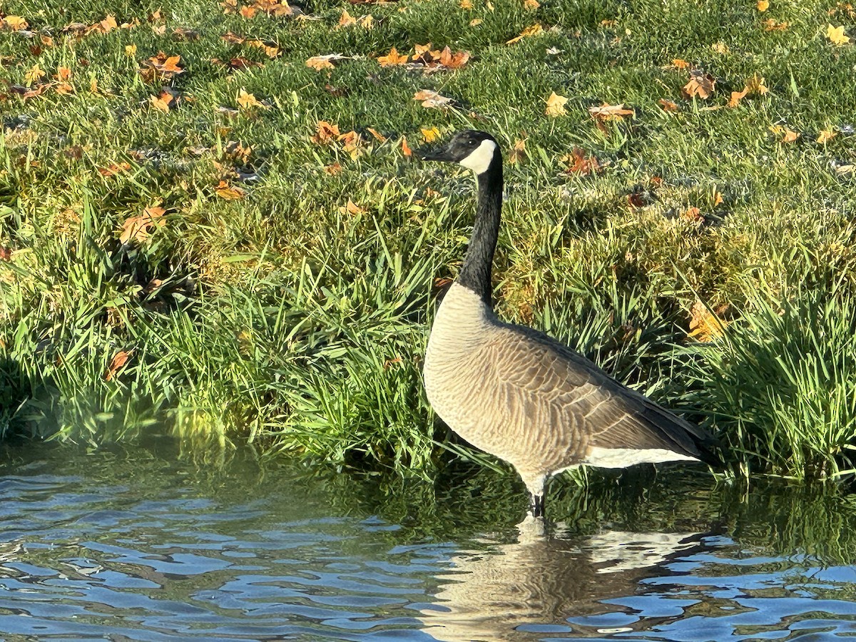 Canada Goose - ML644929224