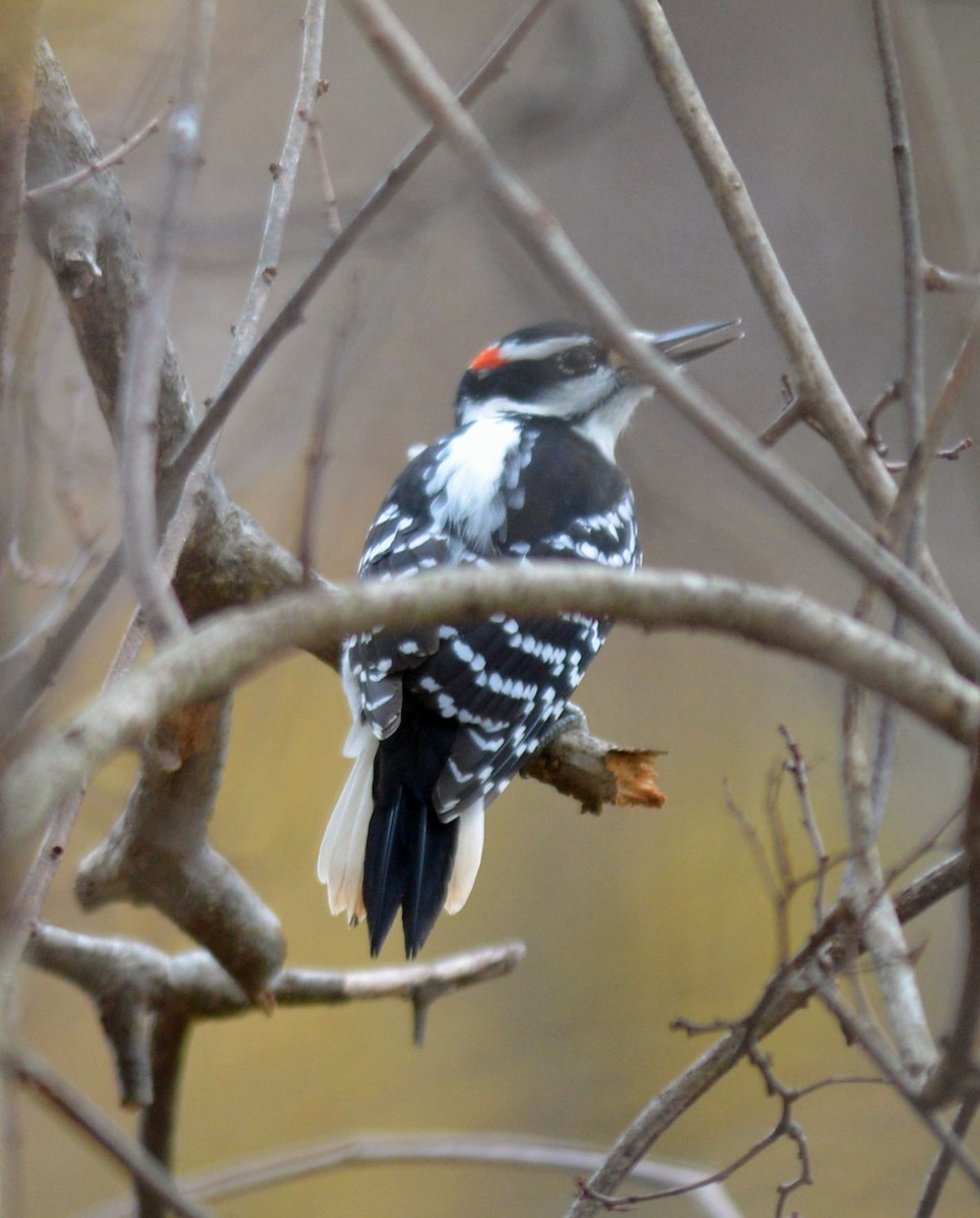 Hairy Woodpecker (Eastern) - ML644929228