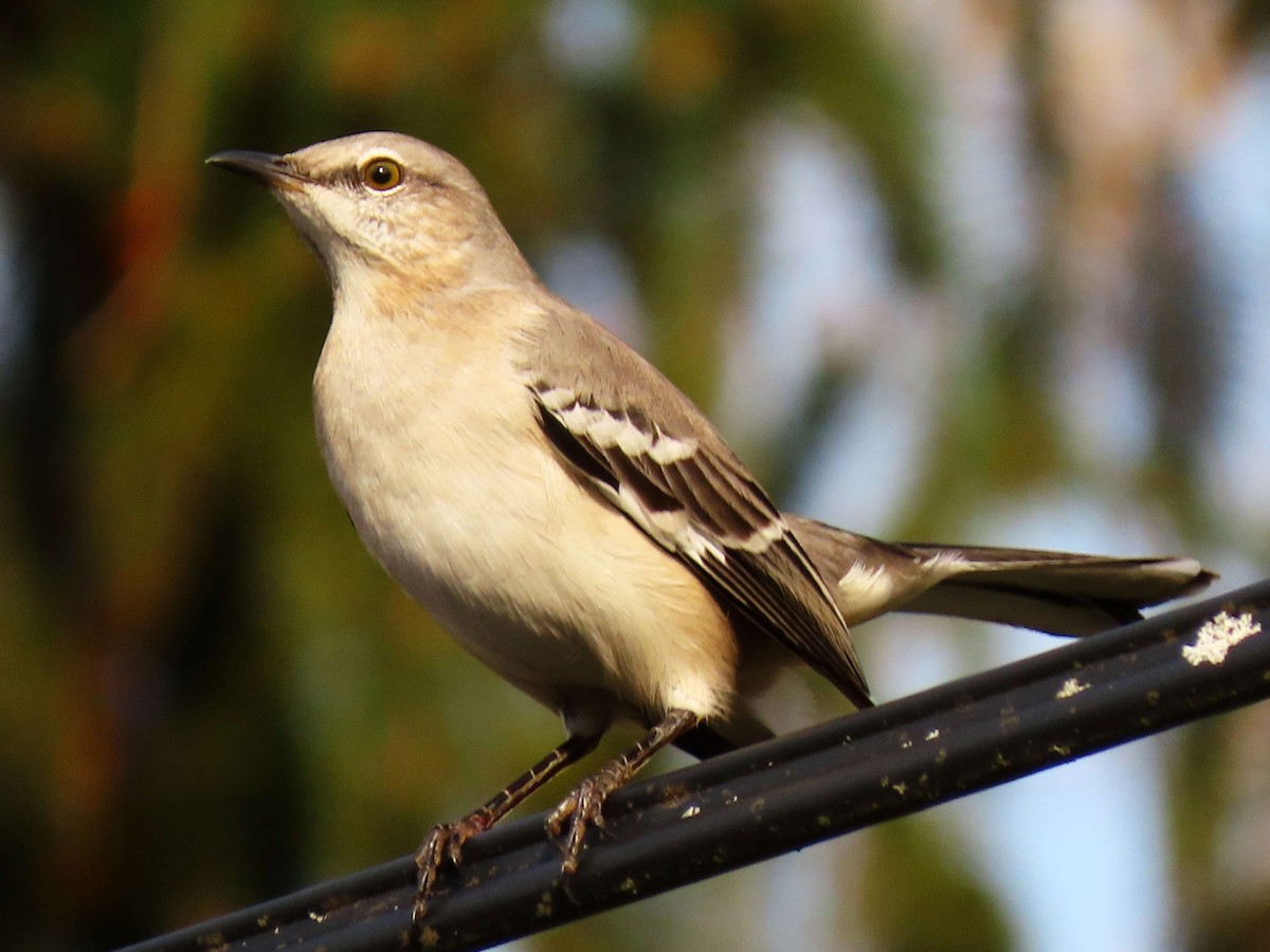 Northern Mockingbird - ML644929233