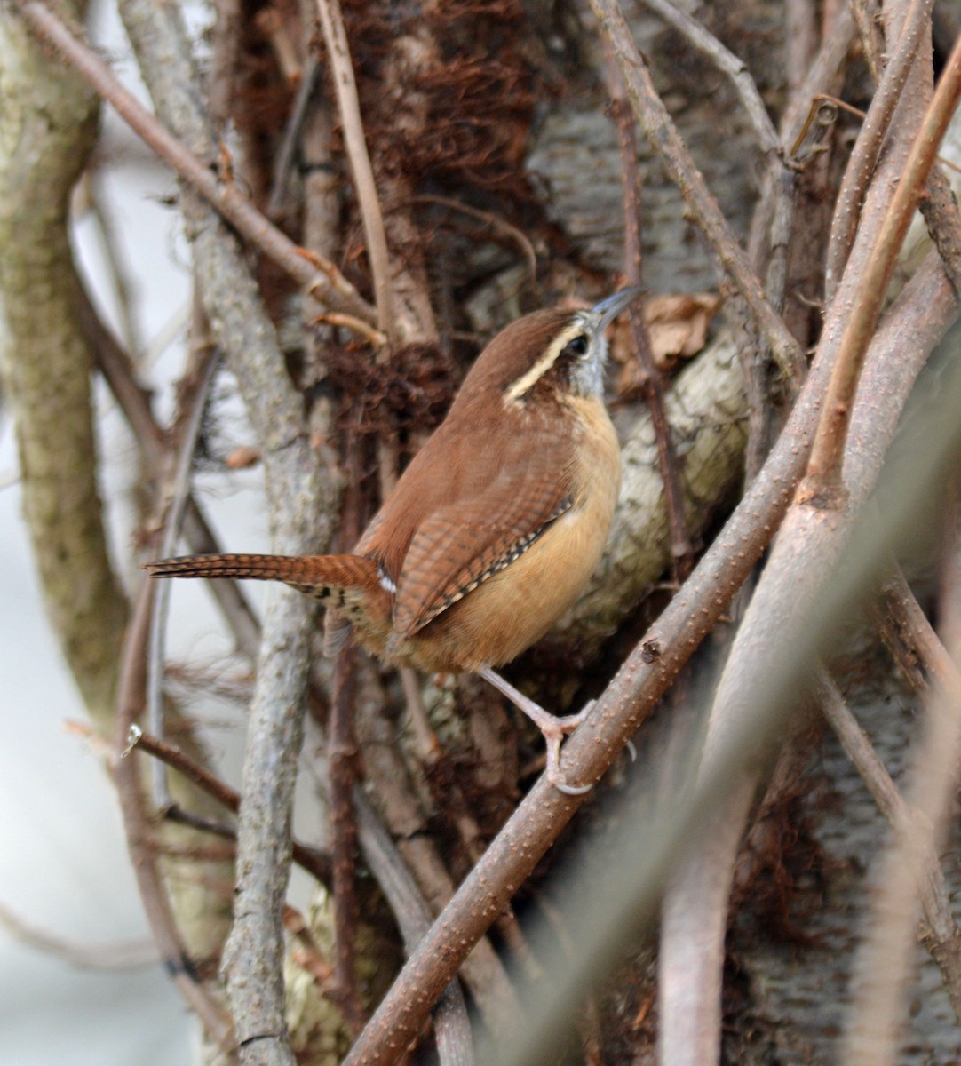 Carolina Wren - ML644929252