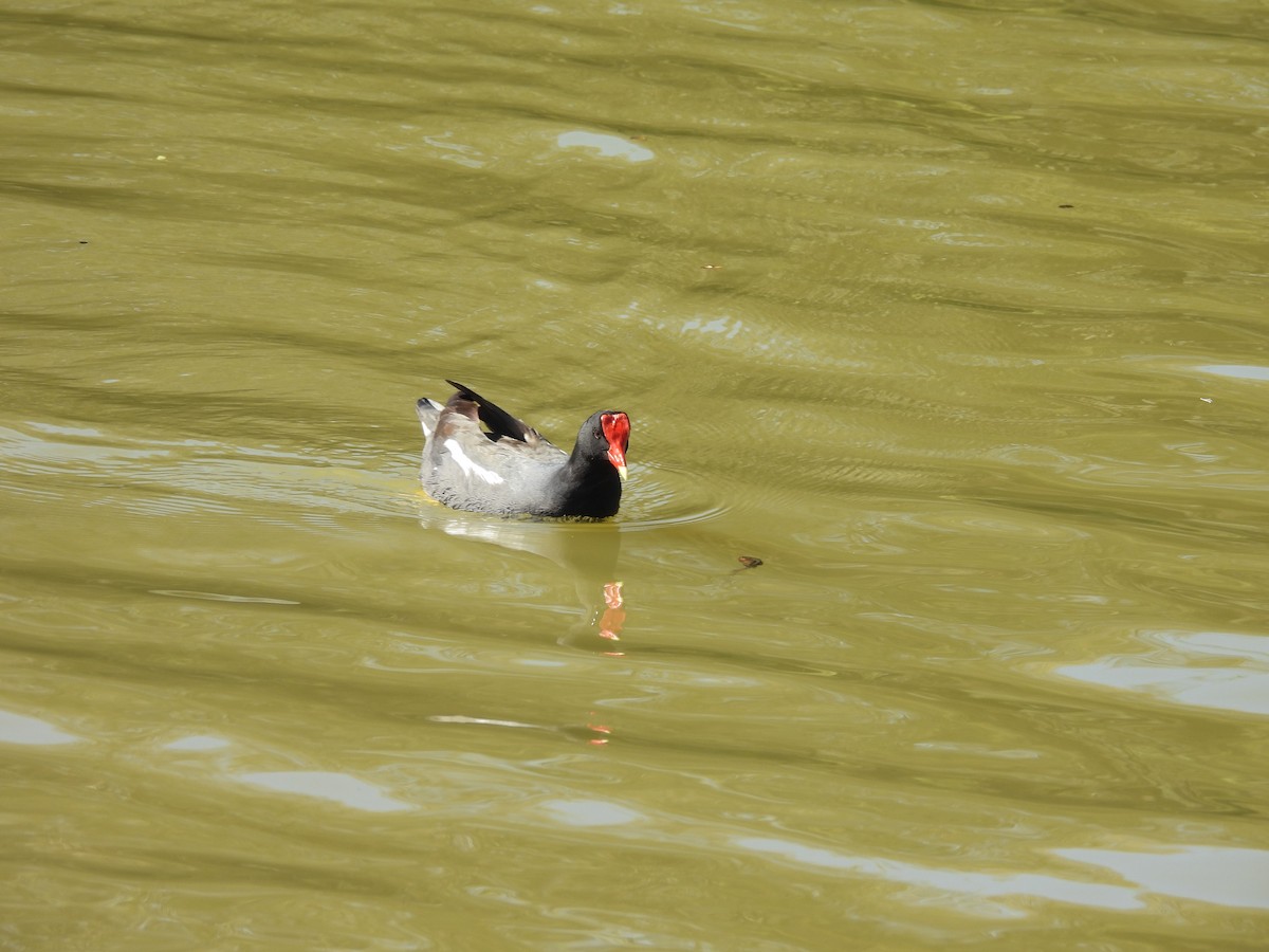 Курочка латиноамериканська - ML644929257