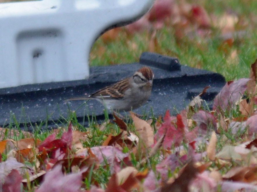 Chipping Sparrow - ML644929262