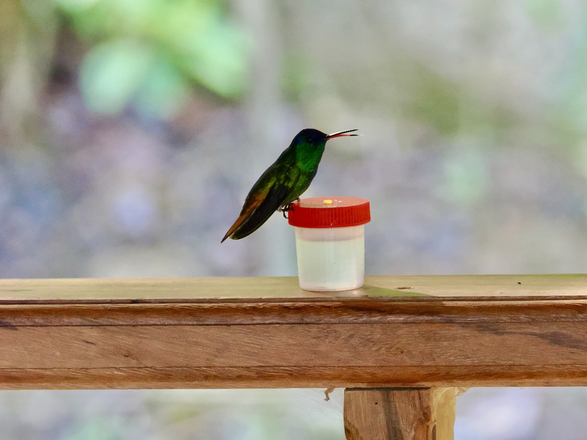 Golden-tailed Sapphire - ML644929278