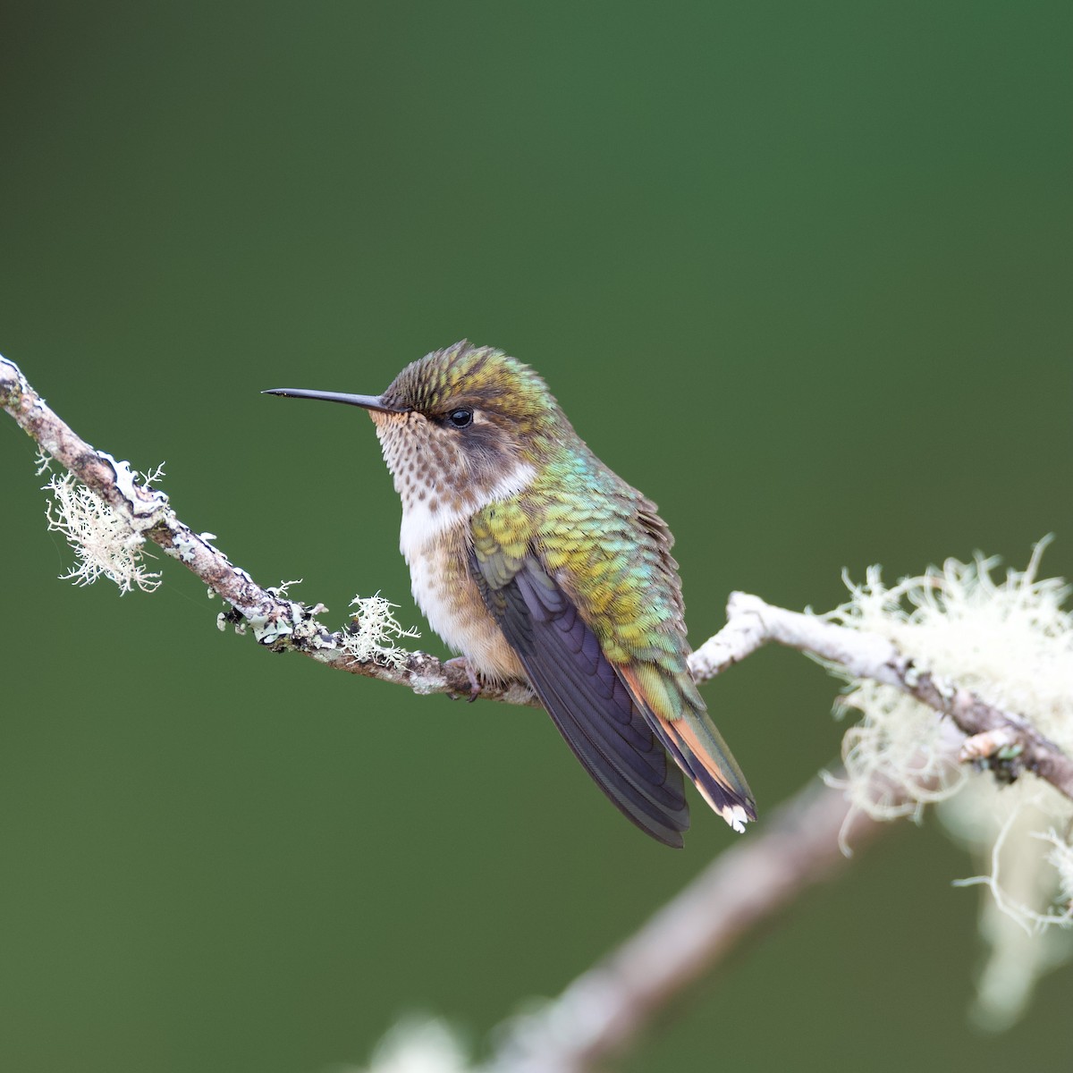 Volcano Hummingbird - ML644929297