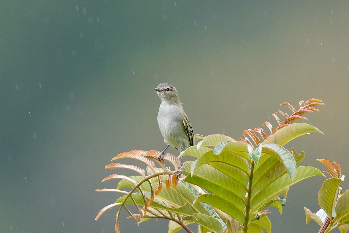 Mistletoe Tyrannulet - ML644929303