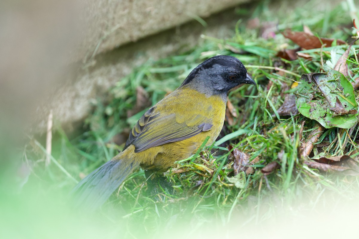 Large-footed Finch - ML644929310