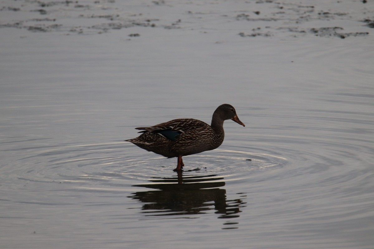 Mallard - ML644929317