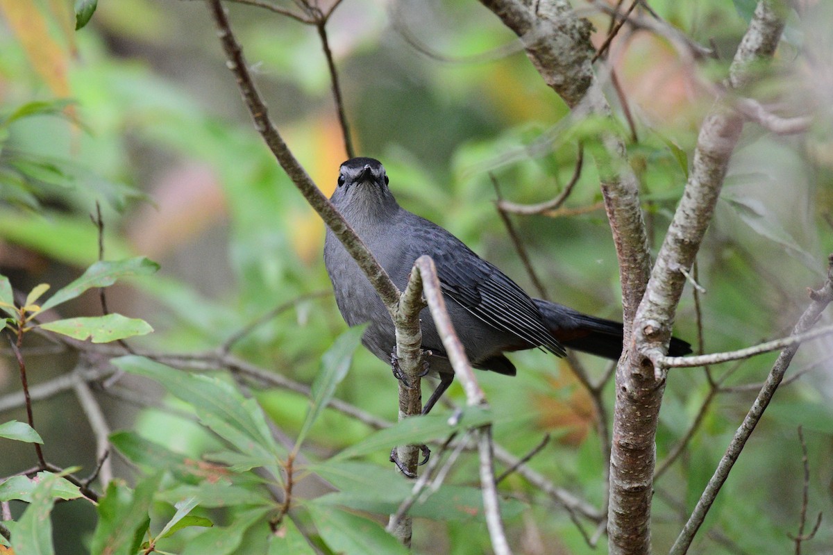 Gray Catbird - ML644929322