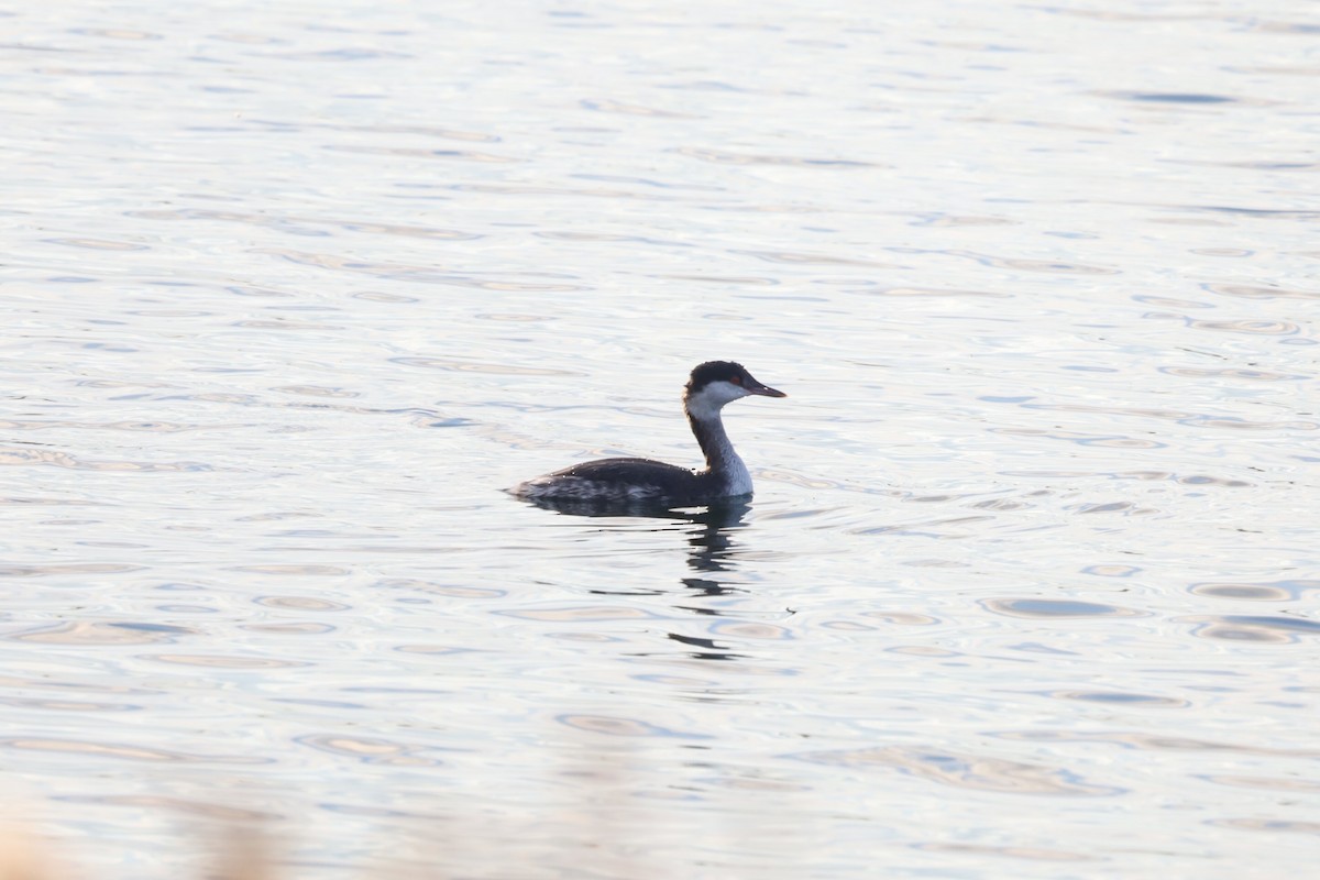 ミミカイツブリ - ML644929326