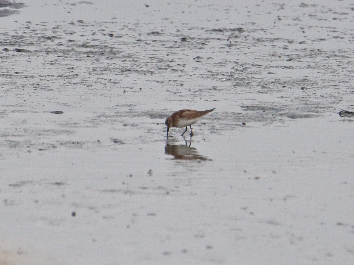 Baird's Sandpiper - ML644929330