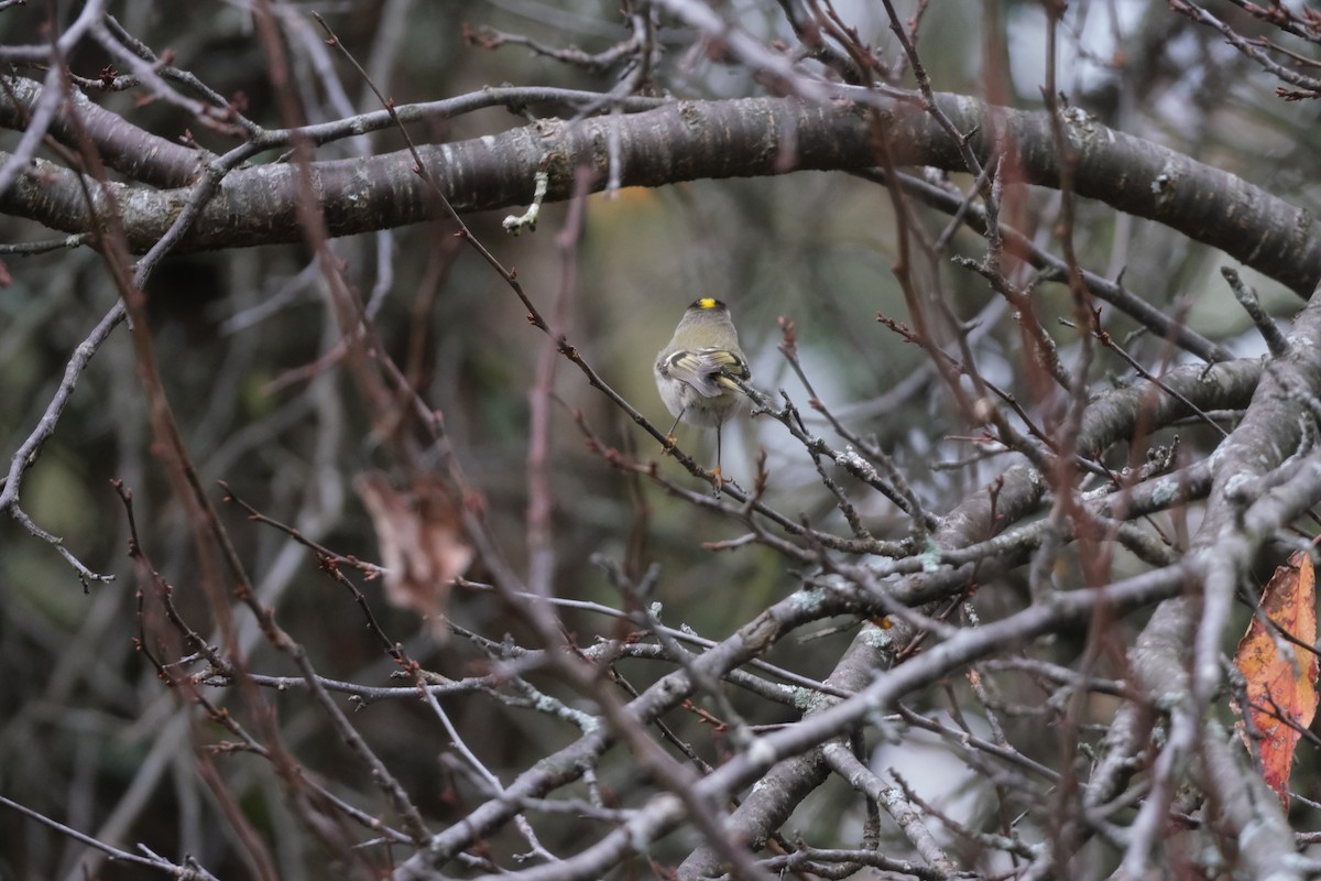 králíček zlatohlavý - ML644929334