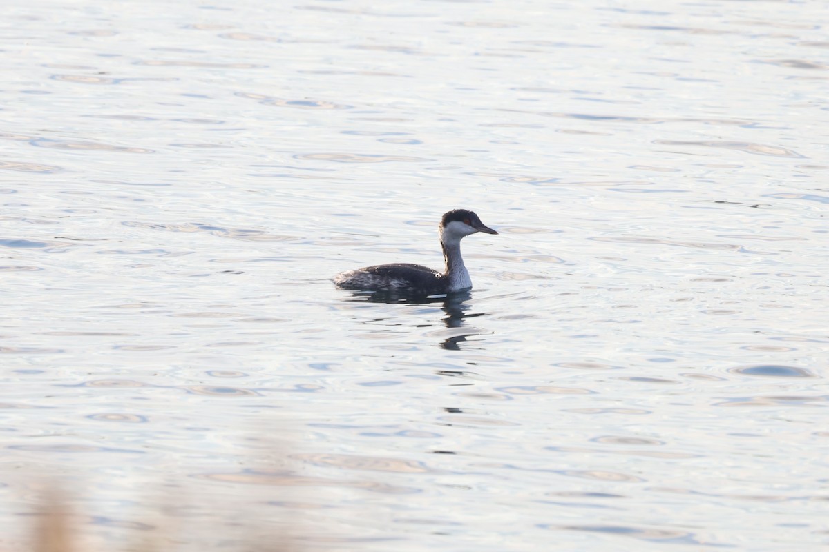 ミミカイツブリ - ML644929351