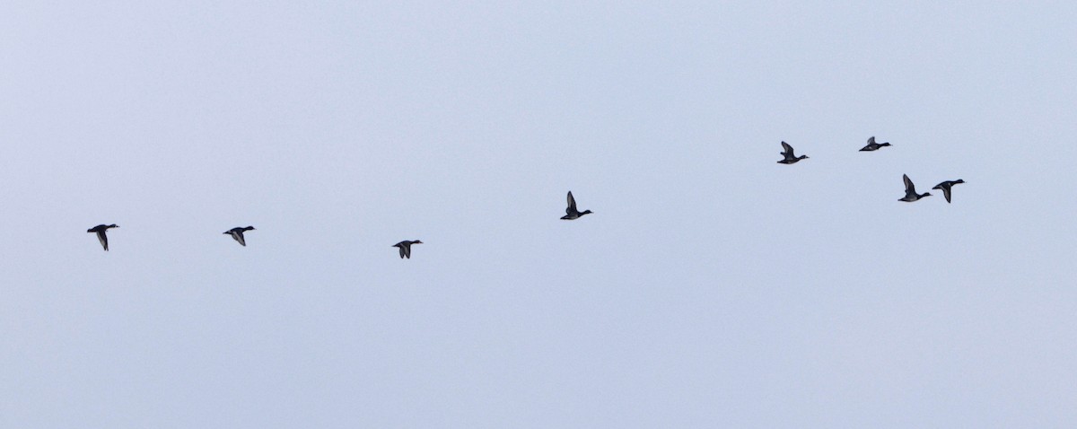 Ring-necked Duck - ML644929352