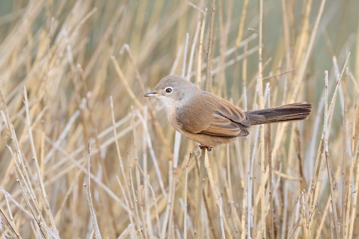 チャバラムシクイ - ML644929361