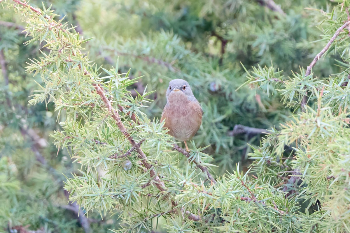 チャバラムシクイ - ML644929362