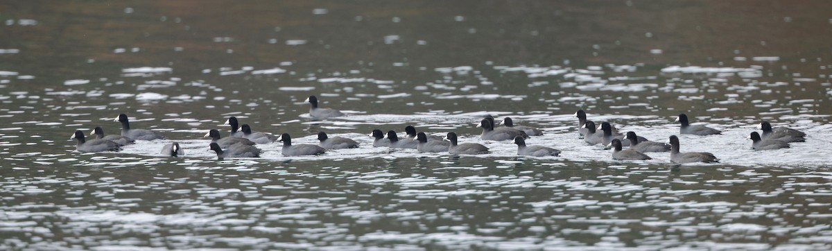 American Coot - ML644929376
