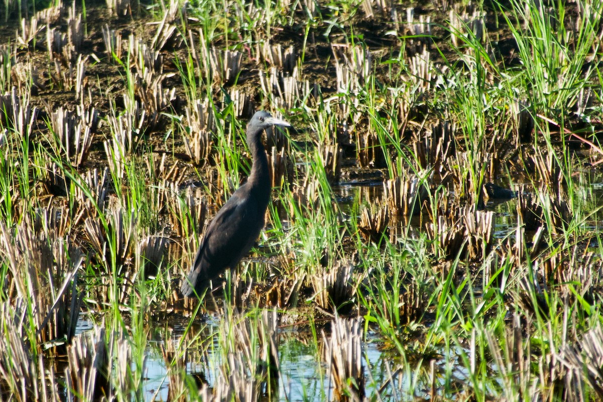 Black Heron - ML644929379