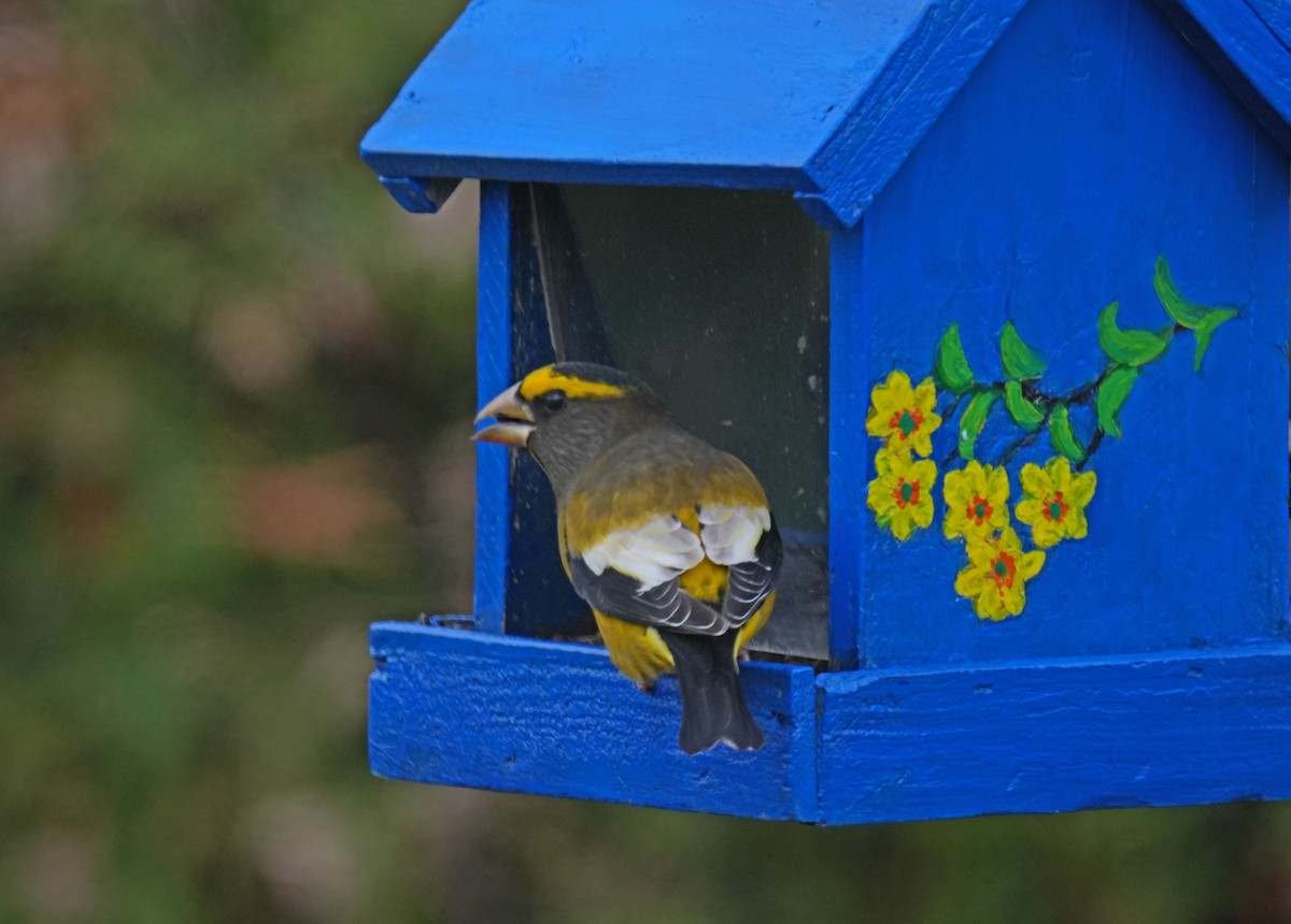 Evening Grosbeak - ML644929393