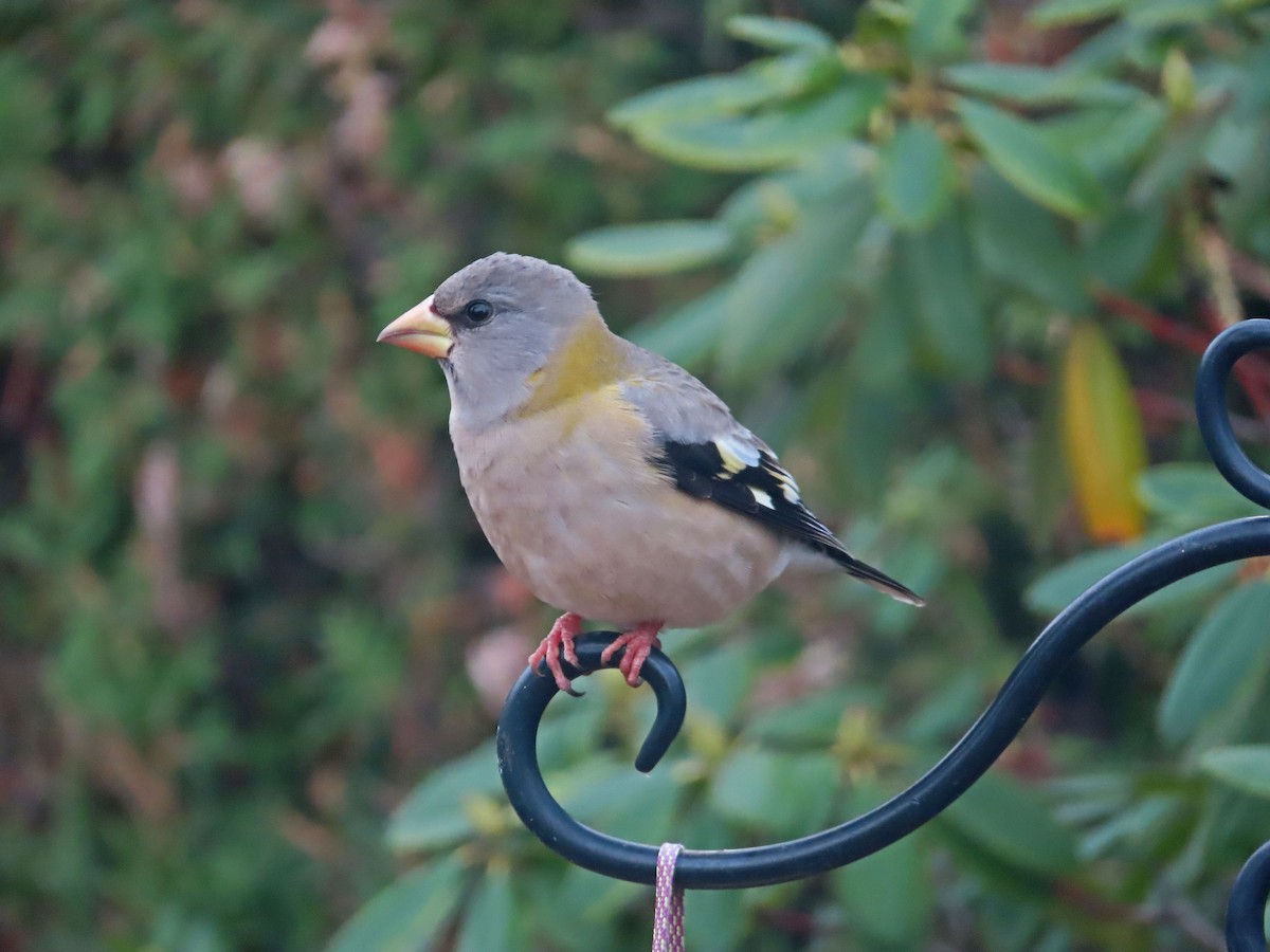 Evening Grosbeak - ML644929394