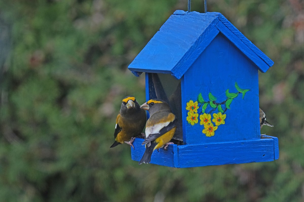 Evening Grosbeak - ML644929395