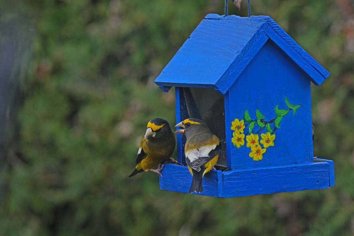 Evening Grosbeak - ML644929396