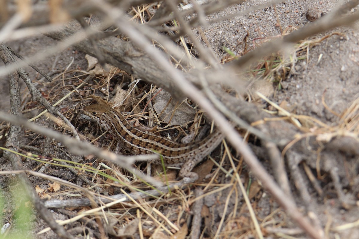 Cape Skink - ML644929397