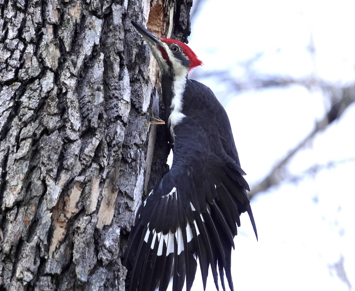 Grand Pic - ML644929430