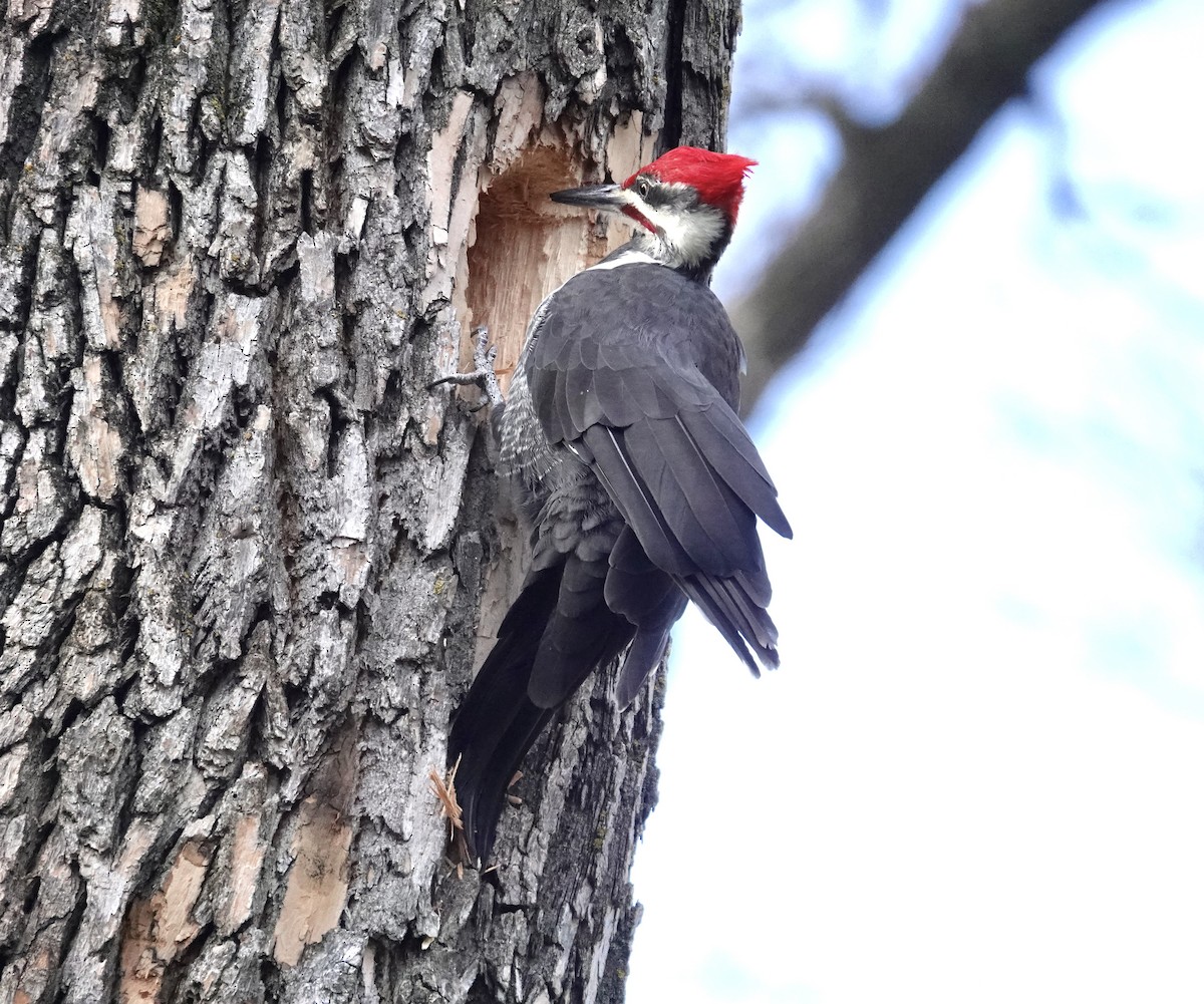 Grand Pic - ML644929431